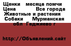 Щенки 4 месяца-помчи › Цена ­ 5 000 - Все города Животные и растения » Собаки   . Мурманская обл.,Гаджиево г.